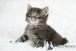 Photos supplémentaires: De charmants chatons en cadeau