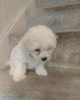 Photo №2 de l'annonce № 155260 de la vente bichon maltais - acheter à La finlande annonce privée