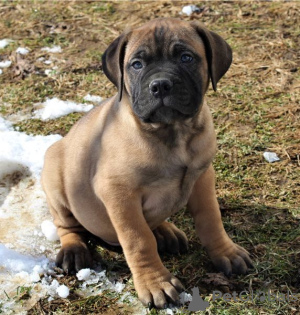 Photo №4. Je vais vendre bullmastiff en ville de Wisconsin Dells. annonce privée, éleveur - prix - négocié