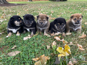 Photo №1. shiba - à vendre en ville de Helsinki | négocié | Annonce №83091