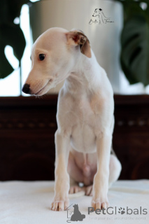 Photo №3. Whippet mâle. Pologne