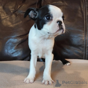 Photos supplémentaires: Chiots Boston Terrier à vendre