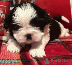 Photo №1. shih tzu - à vendre en ville de Union City | 208€ | Annonce №84034