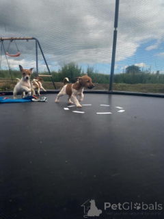Photo №1. jack russell terrier - à vendre en ville de Boom | 490€ | Annonce №171981