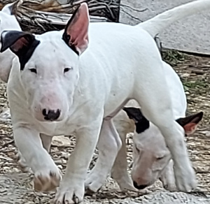 Photo №2 de l'annonce № 5848 de la vente bull terrier - acheter à Fédération de Russie de la fourrière