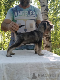 Photo №4. Je vais vendre schnauzer géant en ville de Belgrade.  - prix - négocié