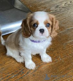 Photo №1. cavalier king charles spaniel - à vendre en ville de Kreivilä | Gratuit | Annonce №124062