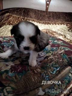 Photo №3. Chiots merde tsu. Ukraine