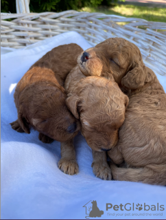 Photo №1. caniche (jouet) - à vendre en ville de Soligorsk | 673€ | Annonce №21384