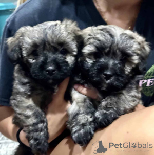 Photo №2 de l'annonce № 149825 de la vente maltipu - acheter à Allemagne 