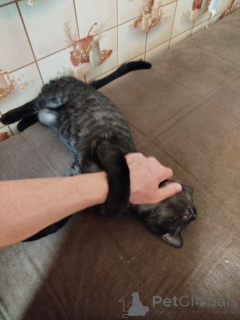 Photo №2 de l'annonce № 147045 de la vente bengal - acheter à Fédération de Russie annonce privée