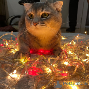 Photo №2 de l'annonce № 140154 de la vente scottish fold - acheter à Azerbaïdjan annonce privée