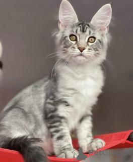 Photo №1. maine coon - à vendre en ville de Baden-Baden | 990€ | Annonce № 163660