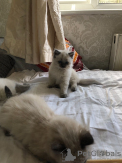 Photo №1. ragdoll - à vendre en ville de Sydney | 331€ | Annonce № 100538