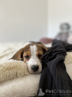 Photo №1. beagle - à vendre en ville de Tegernsee | Gratuit | Annonce №130203