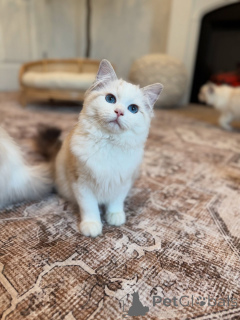 Photo №1. ragdoll - à vendre en ville de Tête de tête | négocié | Annonce № 156958