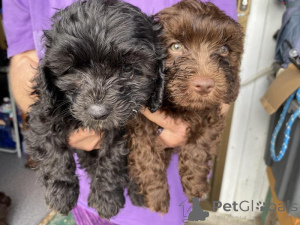 Photo №2 de l'annonce № 170569 de la vente chien bâtard - acheter à Malte éleveur