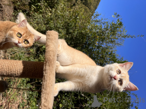 Photo №2 de l'annonce № 154748 de la vente british shorthair - acheter à Fédération de Russie de la fourrière