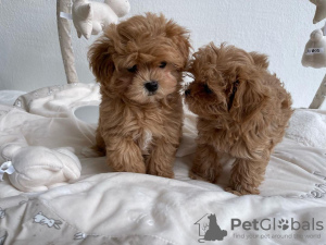 Photo №3. chiots maltipoo. Allemagne