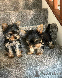Photo №1. yorkshire terrier - à vendre en ville de Canton de Pennsylvanie | négocié | Annonce №148409
