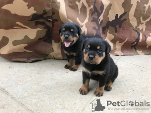 Photos supplémentaires: Chiots rottweilers