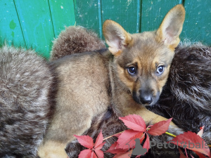 Photo №1. chien bâtard - à vendre en ville de Москва | Gratuit | Annonce №111014