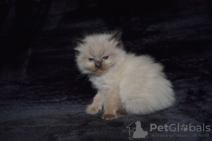 Photos supplémentaires: Chatons Ragdoll en bonne santé disponibles à la vente