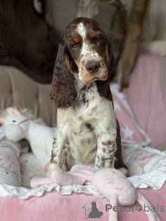 Photo №2 de l'annonce № 145456 de la vente springer anglais - acheter à Pologne annonce privée