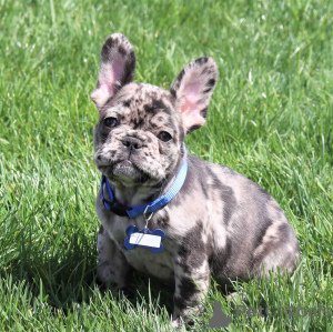 Photo №1. bouledogue - à vendre en ville de Гамбург | 260€ | Annonce №101191