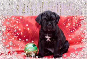 Photo №1. cane corso - à vendre en ville de Chelyabinsk | 429€ | Annonce №4089