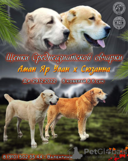 Photos supplémentaires: Chiots du chien de berger d'Asie centrale