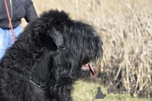 Photos supplémentaires: Chiots Terrier noir russe