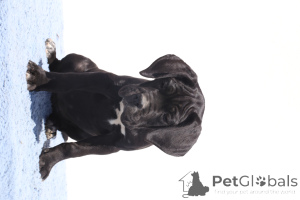 Photo №3. Ciara de SPQR Corso FCI Pedigree. La Roumanie