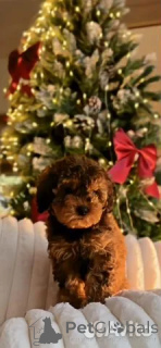 Photo №1. kavapoun - à vendre en ville de Berlin | 700€ | Annonce №162517