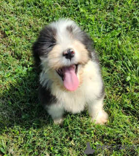 Photo №3. Des chiots Bearded Collie dotés de personnalités exceptionnelles sont prêts à. USA