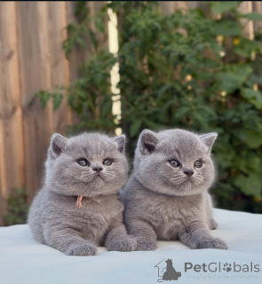 Photo №1. british shorthair - à vendre en ville de Charleroi | 400€ | Annonce № 174088