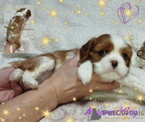 Photos supplémentaires: CHIOTS Épagneul Cavalier King Charles