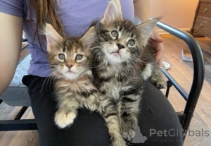 Photo №1. maine coon - à vendre en ville de Hagenbach | 350€ | Annonce № 177535