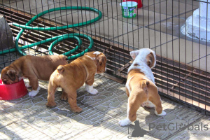 Photo №1. bulldog anglais - à vendre en ville de Oetz | négocié | Annonce №91588