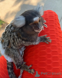 Photo №1.  - à vendre en ville de Texas | Gratuit | Annonce №161910