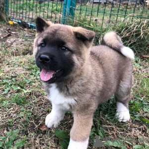 Photo №1. akita (chien) - à vendre en ville de Asenovgrad | Gratuit | Annonce №144502