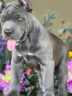 Photo №3. chiot Cane Corso. USA