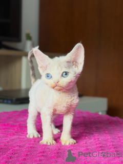 Photo №2 de l'annonce № 178109 de la vente devon rex - acheter à Pologne éleveur