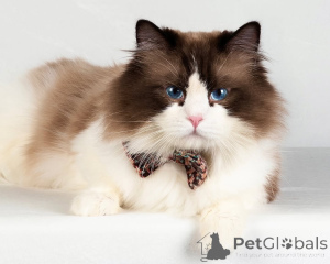 Photo №1. ragdoll - à vendre en ville de Dalarö | négocié | Annonce № 155563