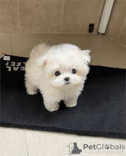 Photo №4. Je vais vendre bichon maltais, yorkshire terrier en ville de Торонто. annonce privée - prix - 638€
