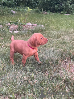 Photo №3. Champion classe Hongrois Vizsla chiots. La Lettonie