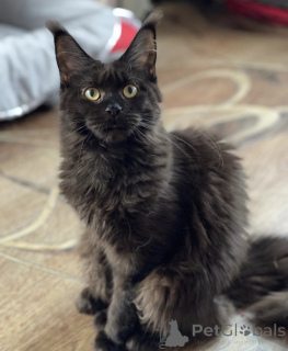 Photo №2 de l'annonce № 163182 de la vente maine coon - acheter à Allemagne éleveur
