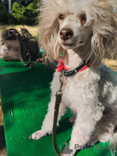 Photo №4. Je vais vendre caniche (nain) en ville de Tiraspol. annonce privée - prix - négocié