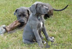 Photo №2 de l'annonce № 160951 de la vente cane corso - acheter à France annonce privée, éleveur