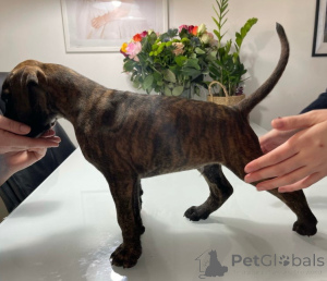 Photo №3. Boxières Brindle & Fawn à vendre.. L'Autriche